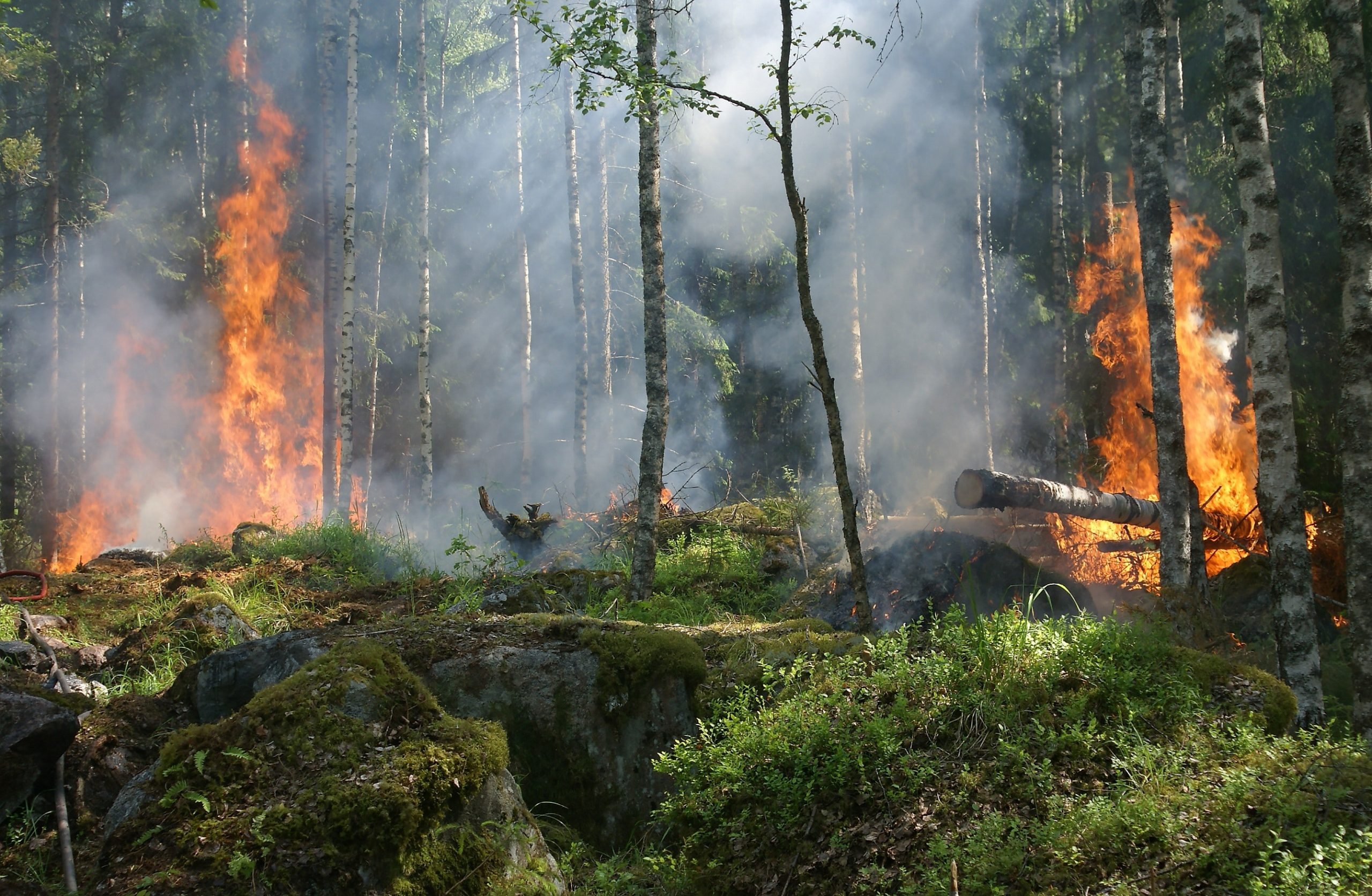 Prevenzione incendi boschivi